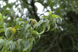 صورة Prunus mira Koehne