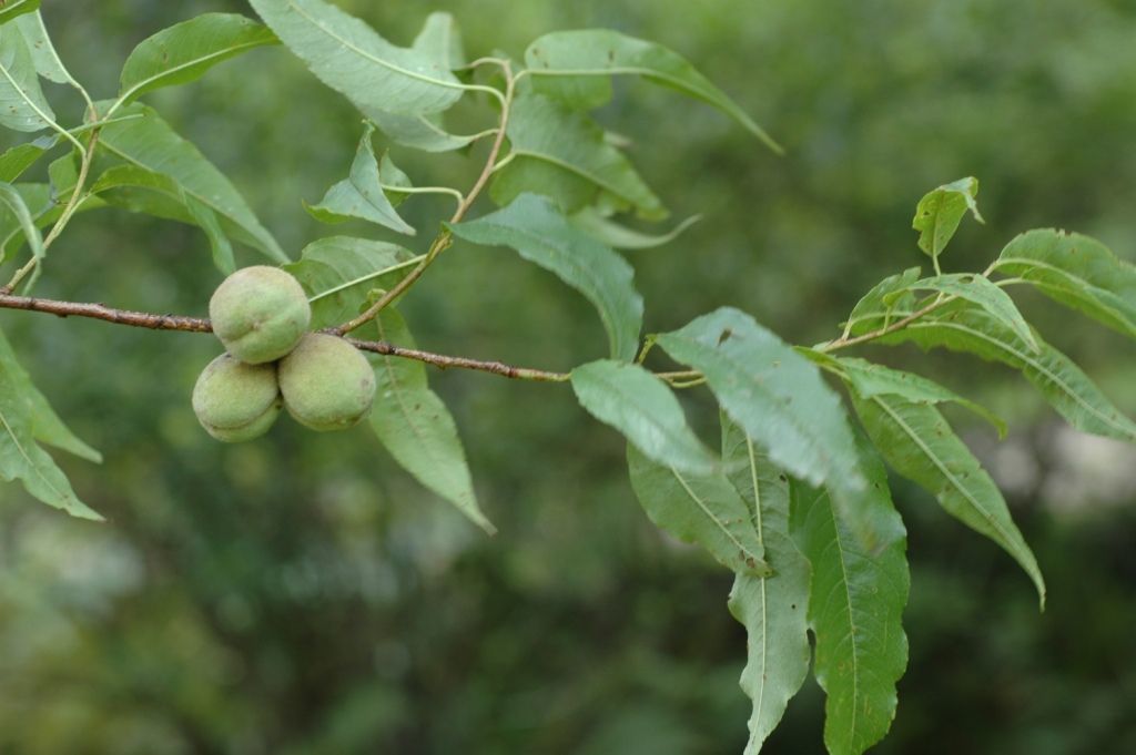 Prunus mira Koehne的圖片