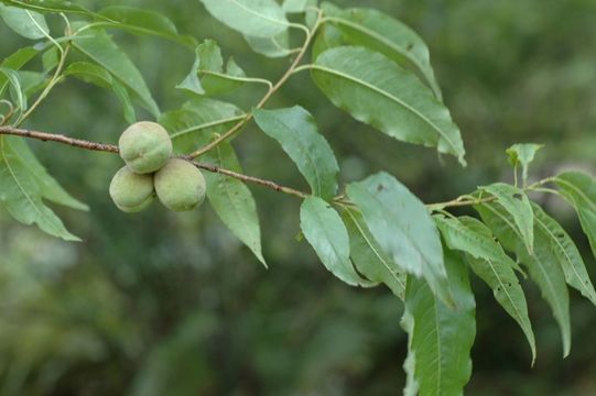 صورة Prunus mira Koehne