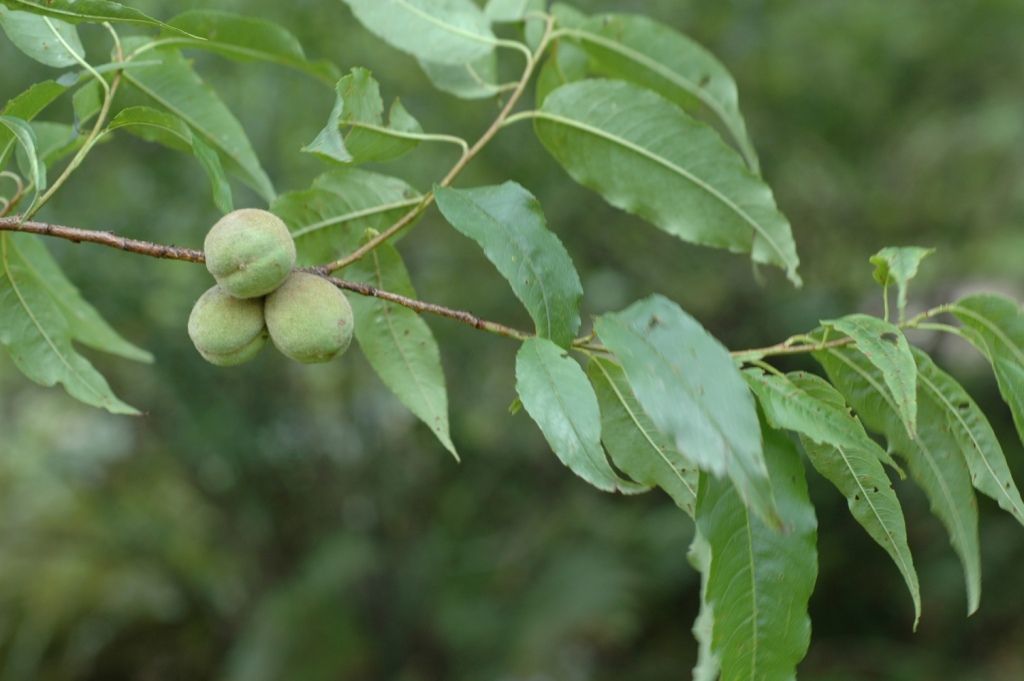 صورة Prunus mira Koehne