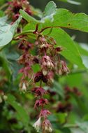 Image de Leycesteria