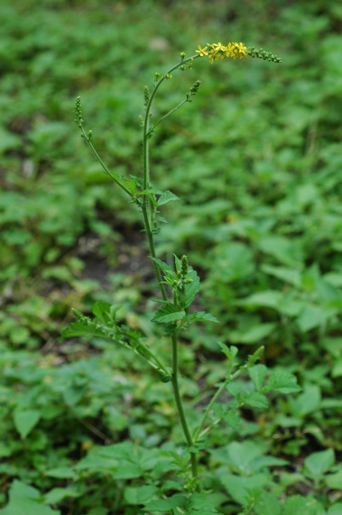 Image of <i>Agrimonia viscidula</i> Siebold & Zucc.