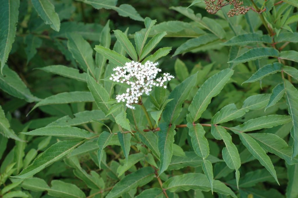 Image of Sambucus adnata Wall.