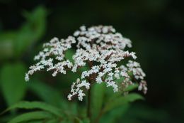 Image of Sambucus adnata Wall.