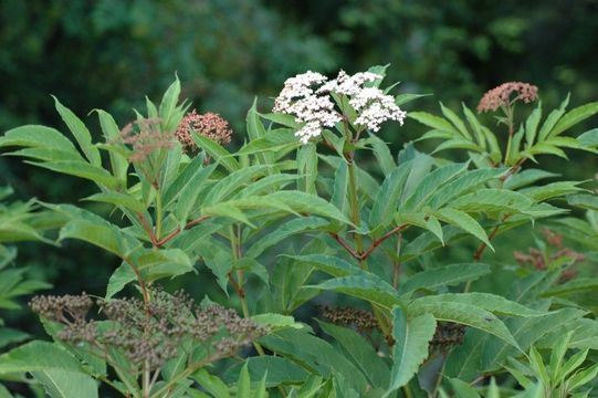 Image of Sambucus adnata Wall.