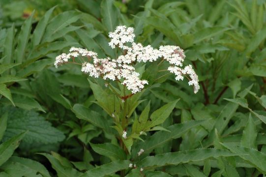 Image of Sambucus adnata Wall.