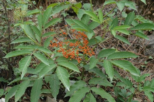 Sivun Sambucus adnata Wall. kuva