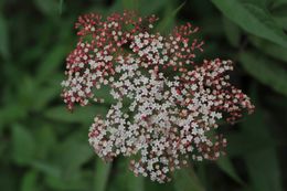 Image of Sambucus javanica Reinw. ex Bl.