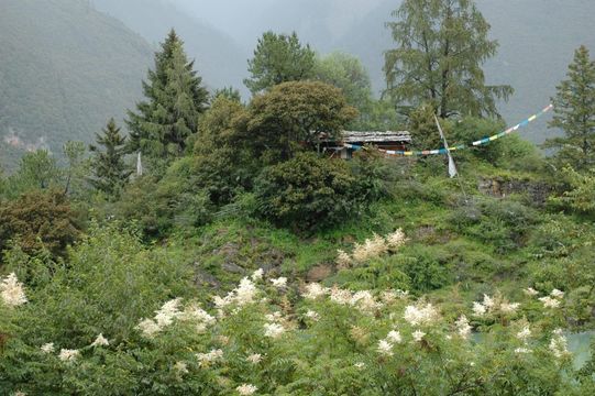 Image of giant false spiraea