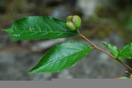 Image de Excoecaria acerifolia Didr.