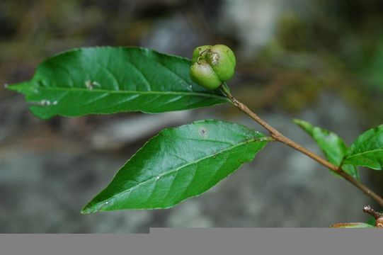 Image of Excoecaria acerifolia Didr.