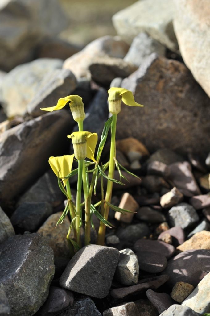 Image of Arisaema flavum (Forssk.) Schott