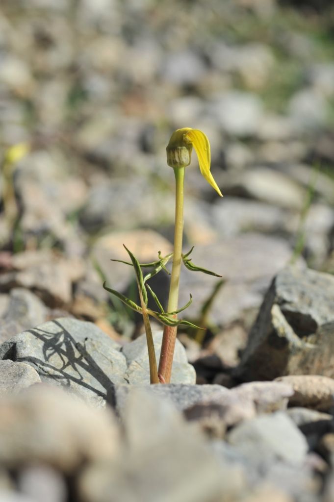 Image of Arisaema flavum (Forssk.) Schott