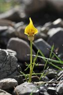 Image of Arisaema flavum (Forssk.) Schott