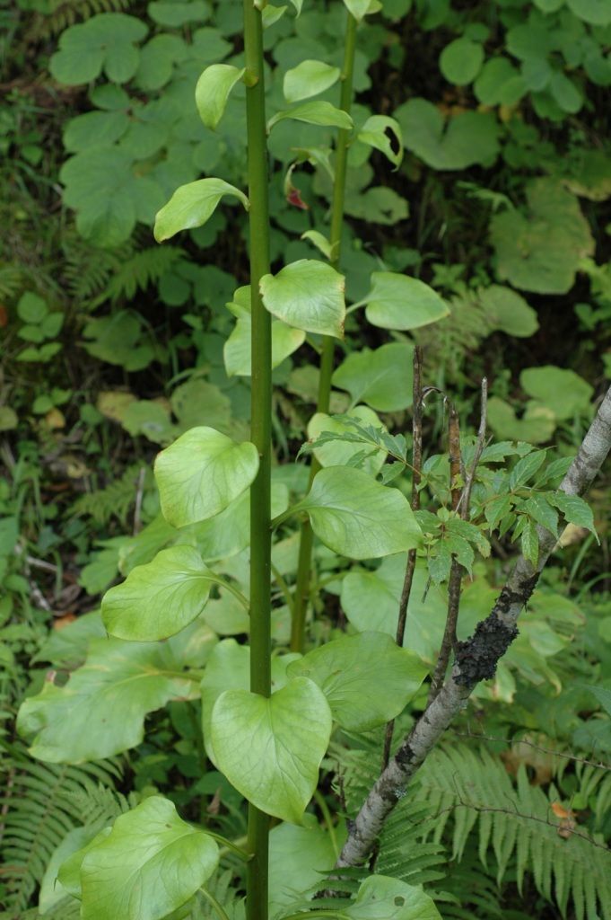 Image of Cardiocrinum