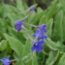 Delphinium kamaonense Huth的圖片