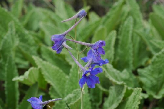 Delphinium kamaonense Huth的圖片