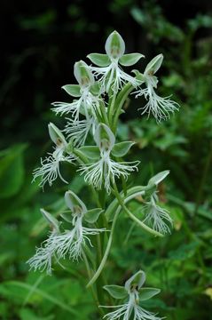 Image of Habenaria davidii Franch.