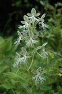 Image of Habenaria davidii Franch.