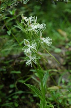 Image of Habenaria davidii Franch.