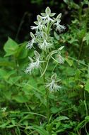 Image of Habenaria davidii Franch.