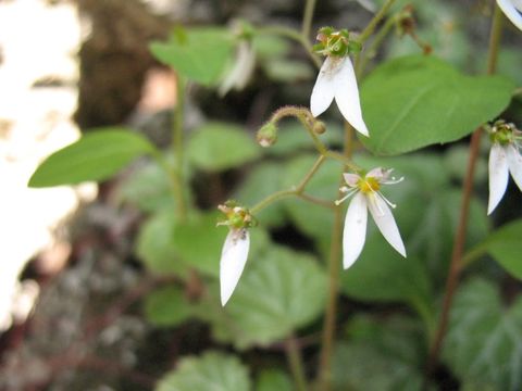 Image of creeping saxifrage