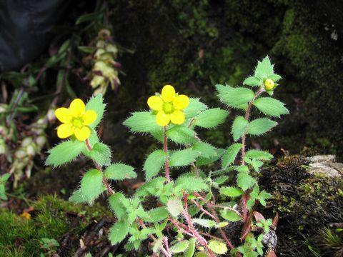 Sivun Saxifraga hispidula D. Don kuva