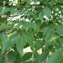 Image of Phellodendron chinense var. glabriusculum C. K. Schneid.