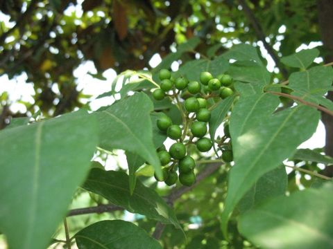 Image of Phellodendron chinense var. glabriusculum C. K. Schneid.