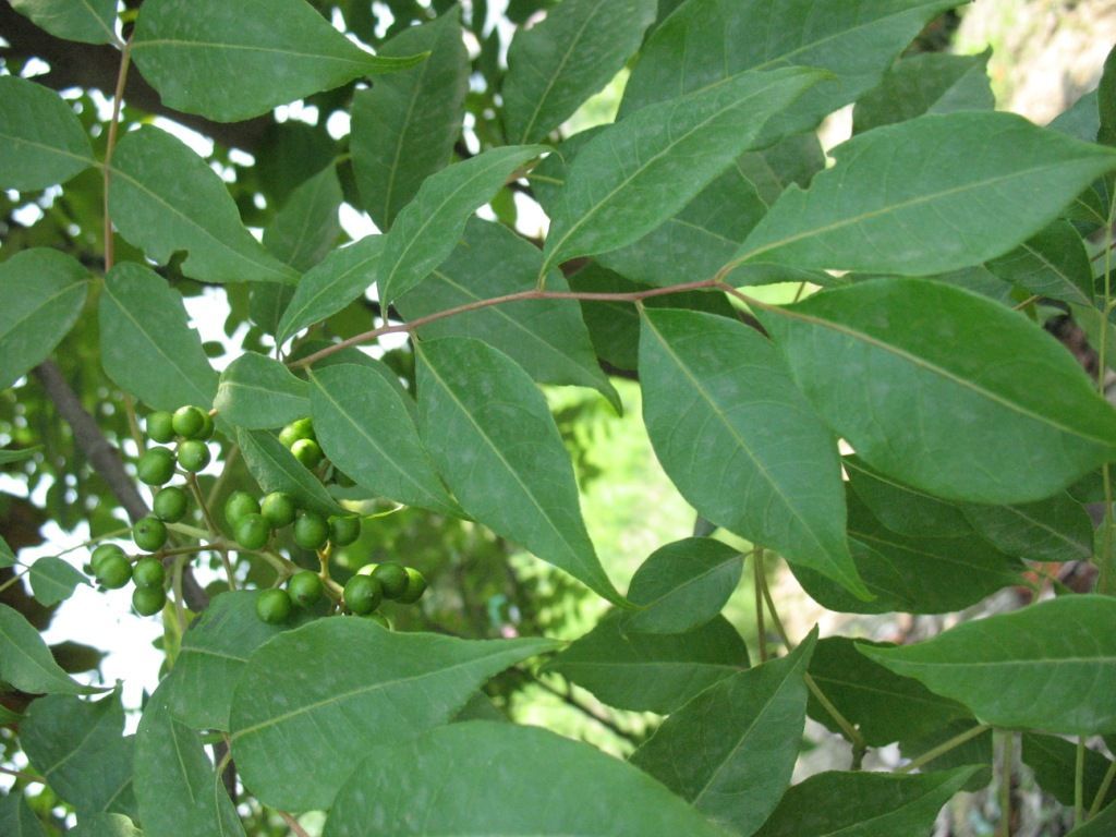 Image of Phellodendron chinense var. glabriusculum C. K. Schneid.