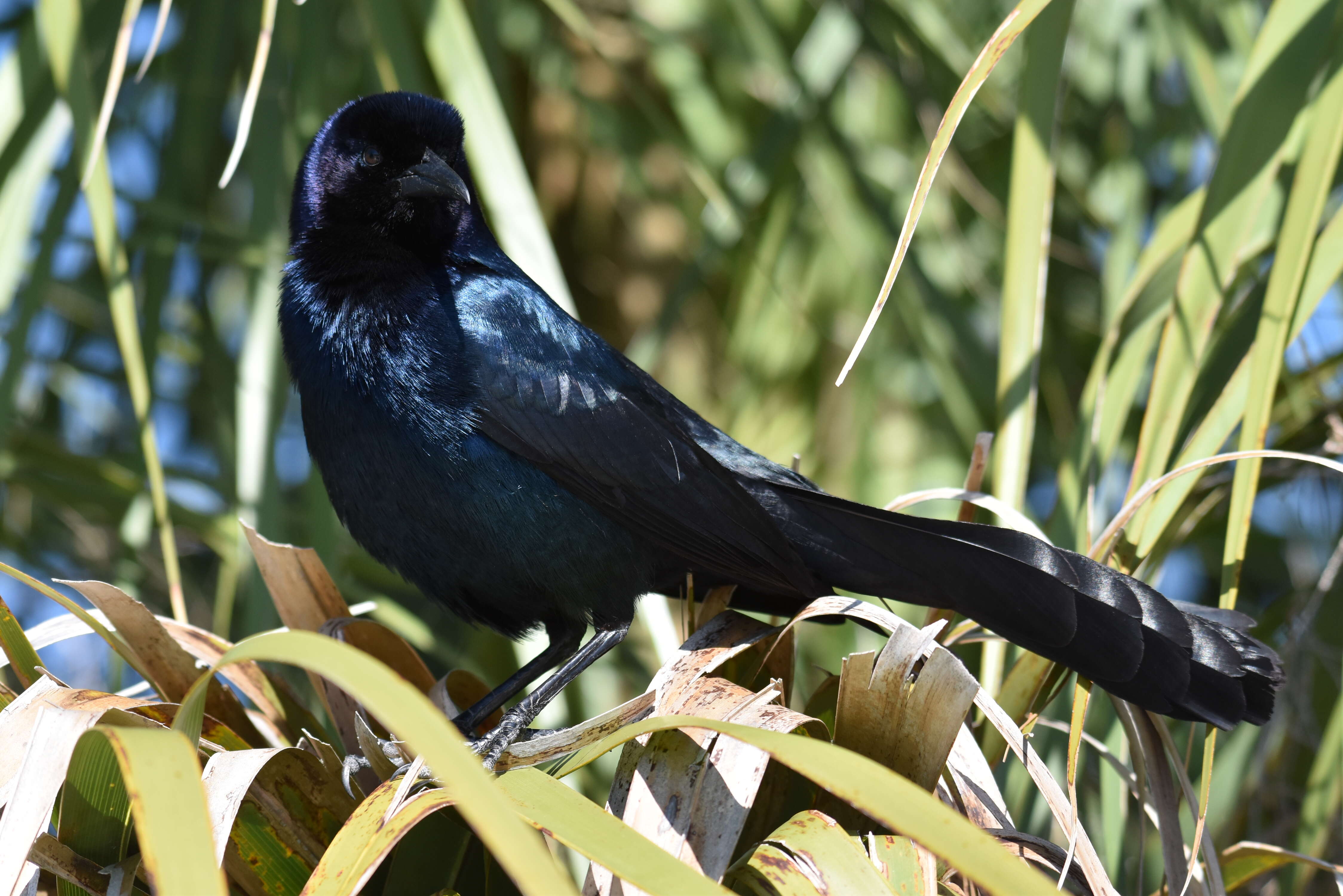 Image of Boat-tailed Grackle