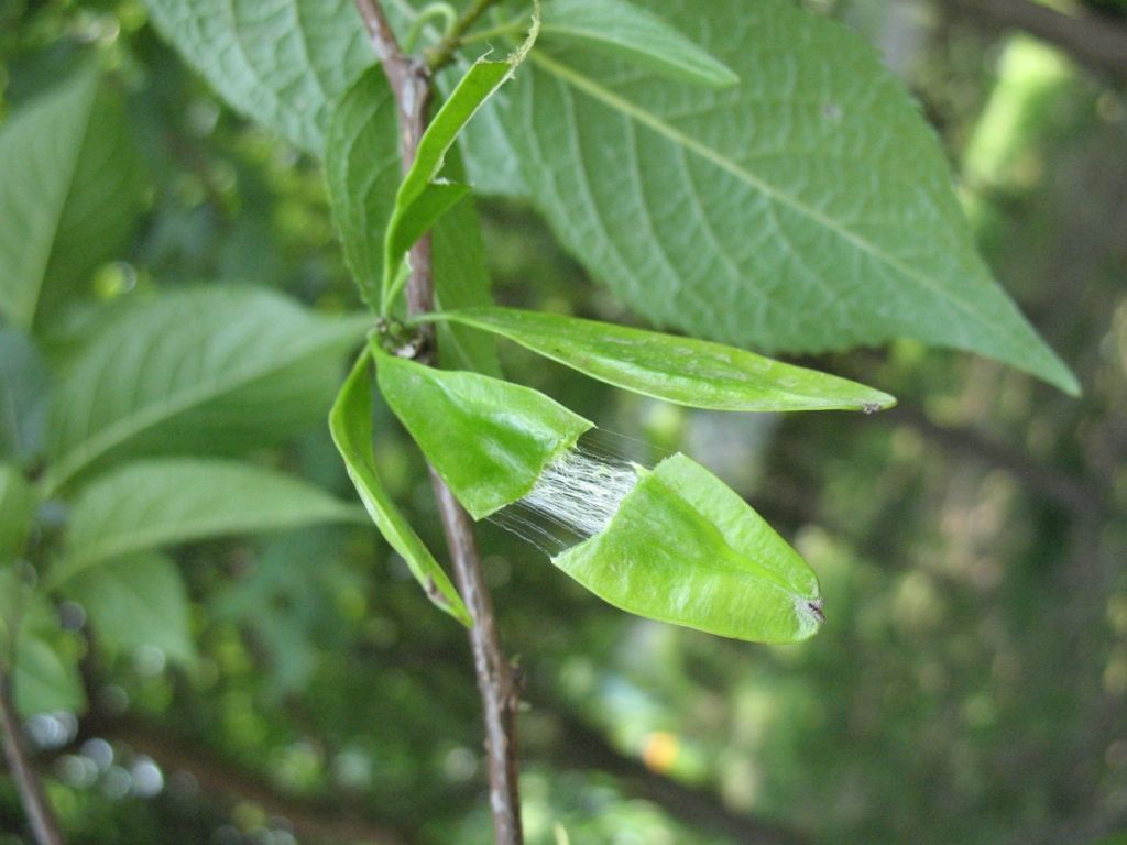 Sivun Eucommiaceae kuva