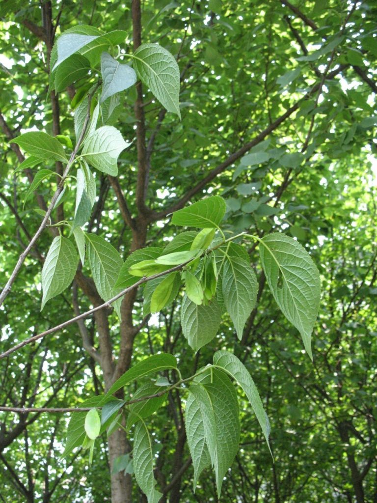 Image of Eucommiaceae