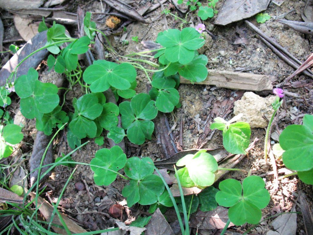 Sivun Oxalis debilis subsp. corymbosa (DC.) O. de Bolòs & J. Vigo kuva