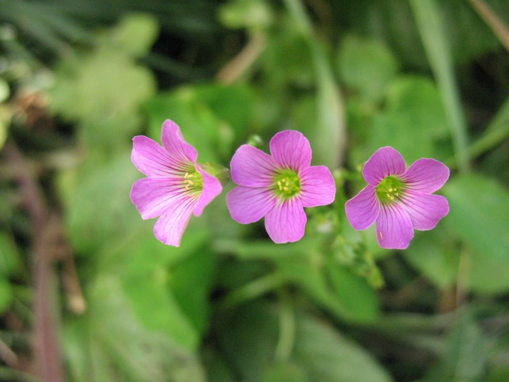 Image of pink woodsorrel