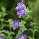 Image of Strobilanthes lachenensis C. B. Cl.