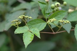 Image de Ampelopsis delavayana Planch. ex Franch.