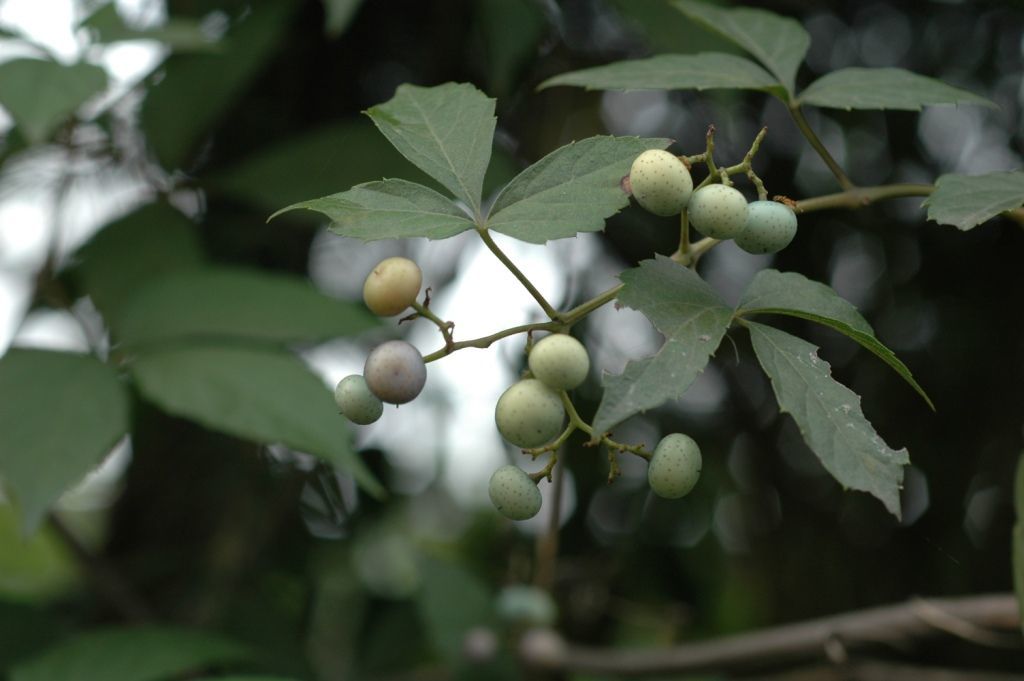 Image de Ampelopsis delavayana Planch. ex Franch.