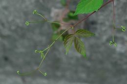 Image de Ampelopsis delavayana Planch. ex Franch.