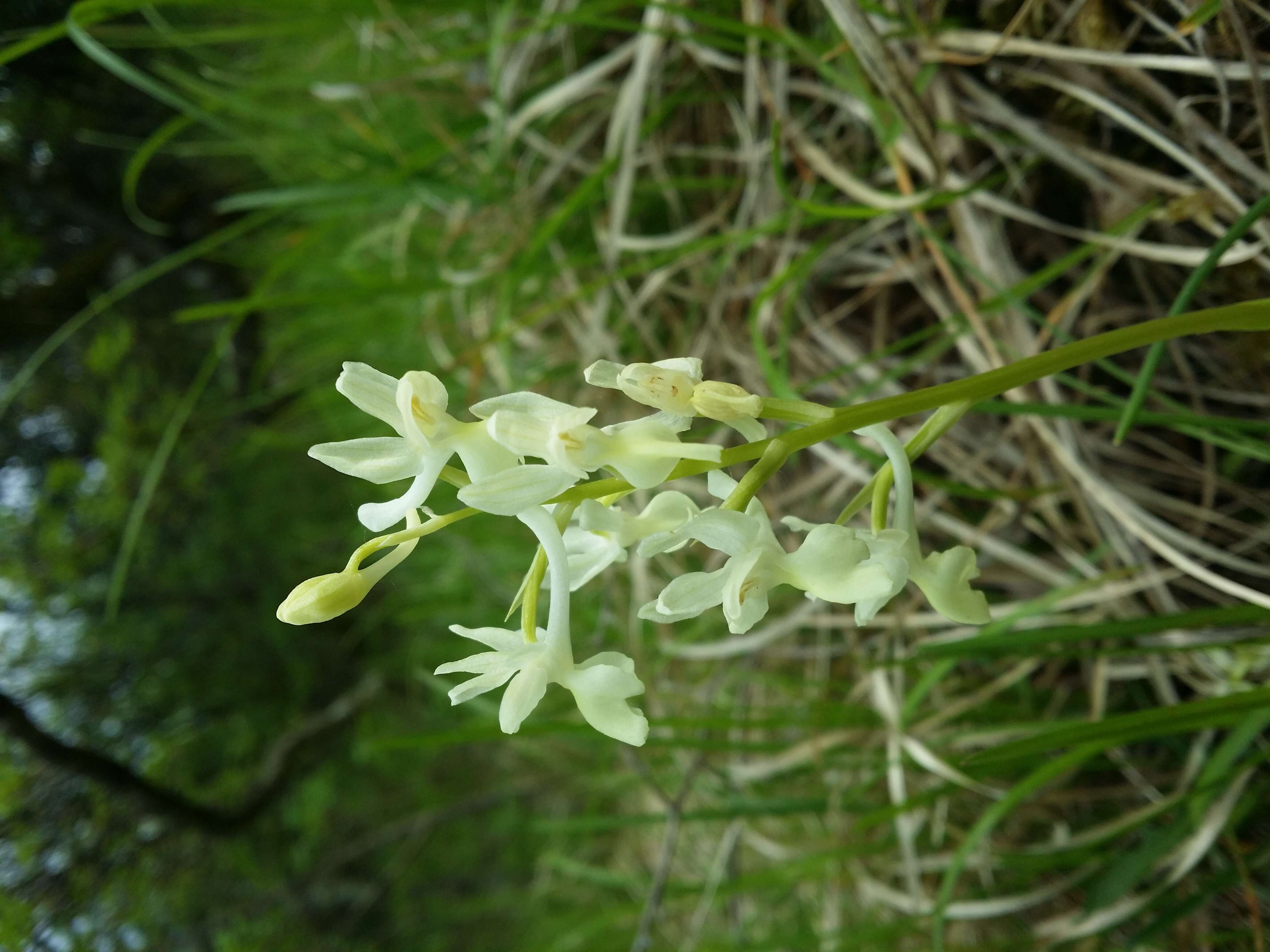 صورة Orchis provincialis Balb. ex Lam. & DC.