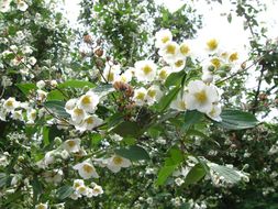 Image of hairy mock orange