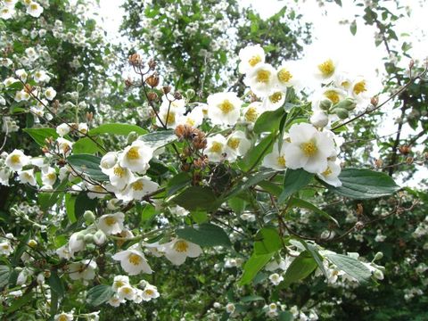 Image of hairy mock orange