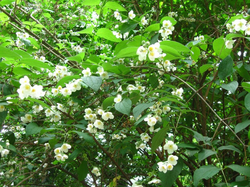 Image of hairy mock orange