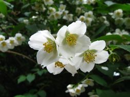 Image of hairy mock orange