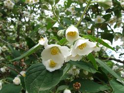 Image of hairy mock orange