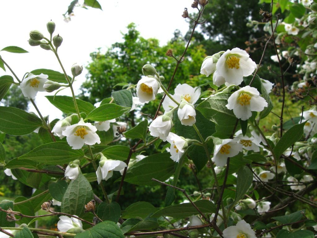 Image of hairy mock orange