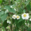 Image of hairy mock orange