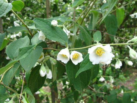 Image of hairy mock orange