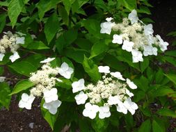 Image of Hydrangea heteromalla D. Don