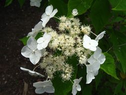 Image of Hydrangea heteromalla D. Don